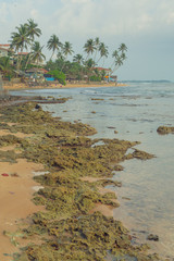 Reef and palm trees on the beach in Hikkaduwa.