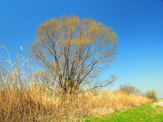 河川敷の芽吹きの樹