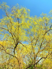 芽吹きの樹と青空