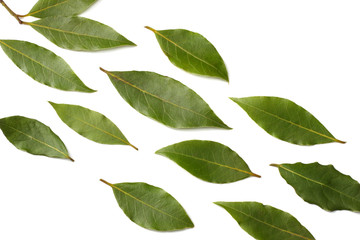 Laurel leaves isolated on a white background top view