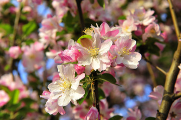 Chinese flowering crab-apple blooming