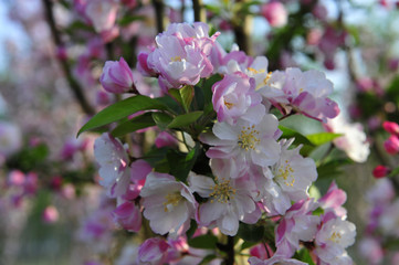 Chinese flowering crab-apple blooming