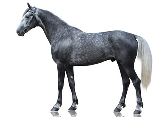 The beautiful gray sport horse isolated  on white background.