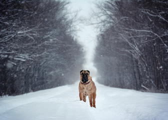 Shar Pei stand  in a winter forest  
