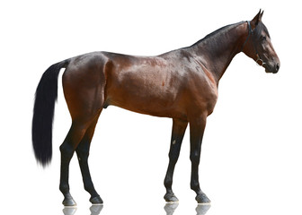 Naklejka premium Brązowy potężny koń sportowy stojący na białym tle. widok z boku