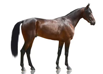 Fotobehang De bruine krachtige sport paard staande geïsoleerd op een witte achtergrond. zijaanzicht © geptays