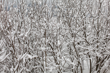 Thin dense tree branches covered with snow on overcast day. © Lubo Ivanko