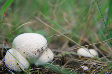 fungus calvatia in the field