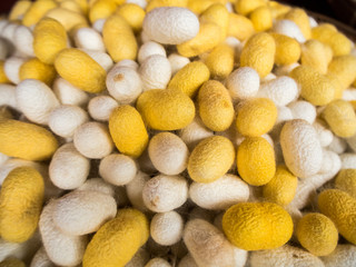 silkworm cocoons shell, source of silk thread and silk fabric