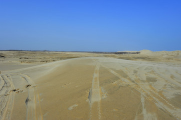 Dry desert landscape of trees