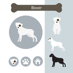 Boxer Dog Breed Infographic,  Front and Side View, Icon