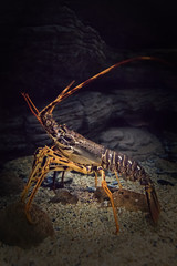 Spiny lobster in its natural environment