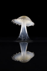 Milk Dropped Into Water To Create A Mushroom Shape - Liquid Drop Art