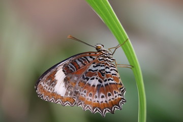 Papillon