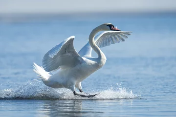 Printed kitchen splashbacks Swan Mute swan flapping wings