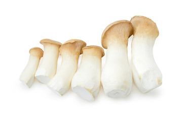 Fresh cultivated Eringi mushrooms different sizes on white background