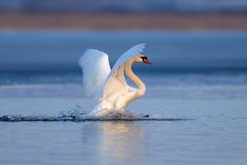 Mute swan flapping wings