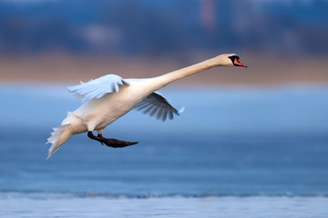 Fototapeta premium Mute swan, Cygnus olor, single bird in flight
