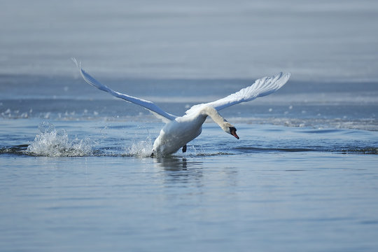 Swans taking flight on lake