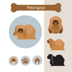 Pekingese Dog Breed Infographic,  Front and Side View, Icon