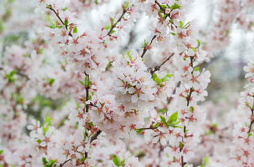 Background of the flowering cherry tree at selective focus