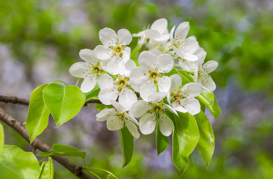 Flowering branch of pear tree on a blurred background