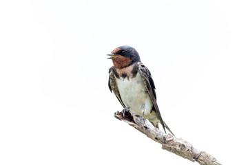 barn swallow bird
