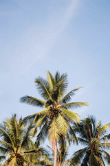 Fototapeta na wymiar Coconut tree with sky.
