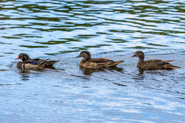 Ducks in lake