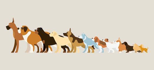 Group of Dog Breeds Illustration, Side View Arranged in Height Order