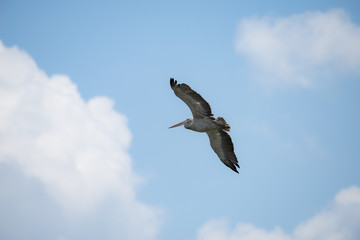 Flying spot billed pelican or grey pelican in Thailand