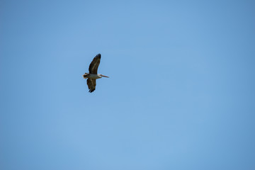 Flying spot billed pelican or grey pelican in Thailand