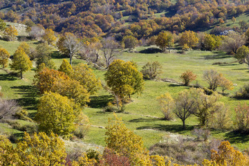 Fototapeta na wymiar autumn colorful valley with trees in matese park