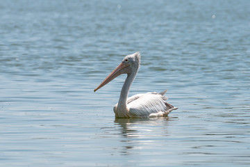 spot billed pelican or grey pelican in Thailand