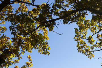autumn trees and blue sky