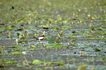 Pheasant-tailed Jacana is the most beautiful waterbird with long tail lived, walk on floating vegetation in shallow lakes