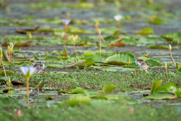 Pheasant-tailed Jacana juvenile