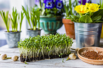 Easter decoration of cress and spring flowers
