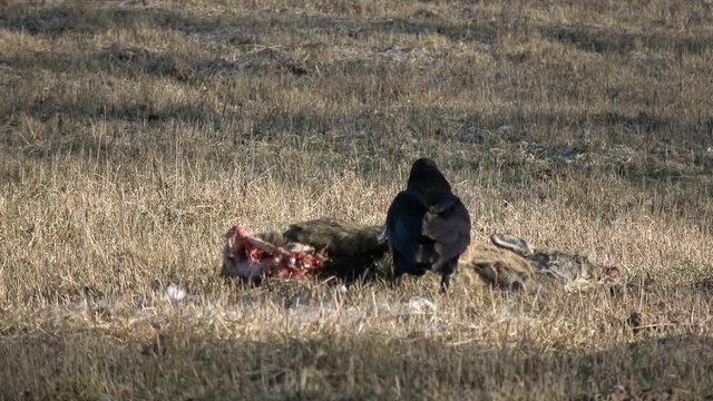 Raven Corvus corax eating dead roe deer carrion meat on spring field