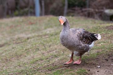 Oie jars grise anser anatidés animal dans le champ de la ferme au printemps en ardèche