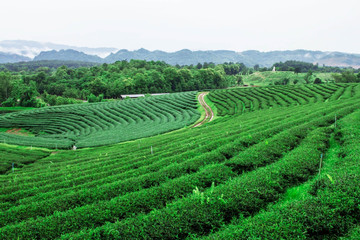 Tea plantation on mountain.