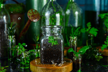 Mini glass vases and bottle with green  leaves, plants. Gardening.