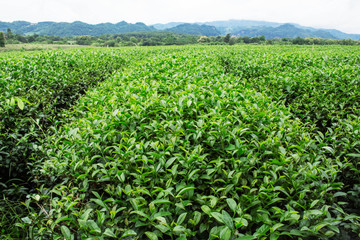 Fototapeta na wymiar Tea plantation with green nature.