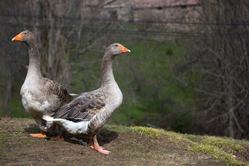 Couple oie jars grise anser anatidés animal dans le champ de la ferme au printemps en ardèche