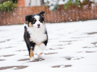 Happy dog is joyfully running in fresh snow. Beautiful Australian shepherd puppy playing outside in cold winter snow. 