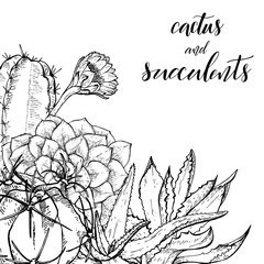 Sketch linear cactus ans succulents