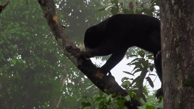Sun Bear (Helarctos malayanus) Looking for Food