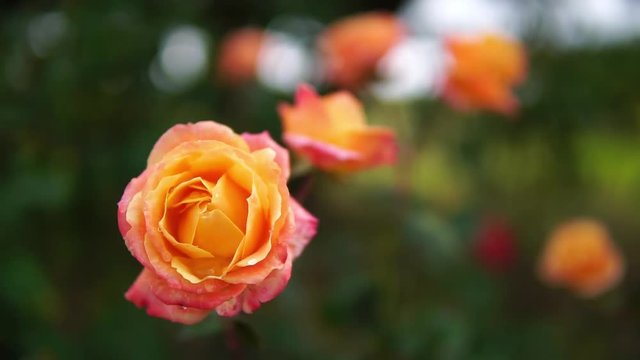 Beautiful close-up of orange rose (Yachiyonichiki) in garden with bokeh background behind in soft focus, Hitachi Seaside Park, Ibaraki, Japan