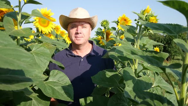 Satisfied Farmer Looking Confiding in Middle of Sunflower Crop Farmland Image