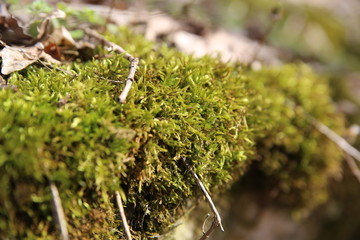 moss-covered stones in the woods